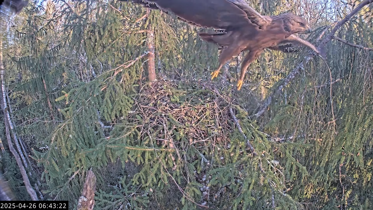 LVM mazais ērglis Lisiņa, egle2 – Lesser Spotted Eagle 9-23-57 screenshot