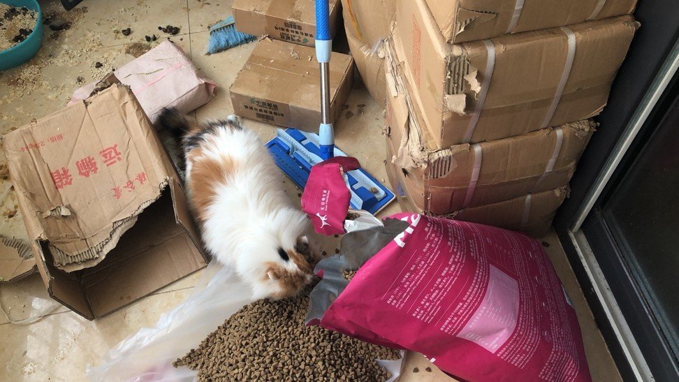 Wuhan Pet Life Online