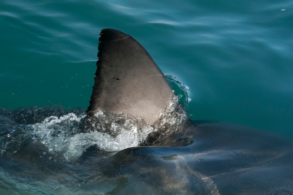 Surfista muere en ataque de tiburón en playa de California previo a Navidad