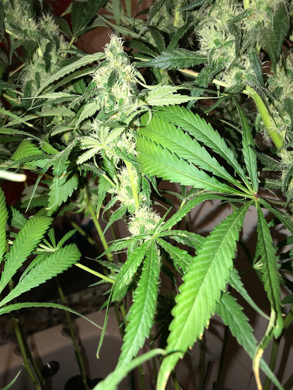 77A98AC2-3ACA-4C76-BAAD-70C8EBB91539