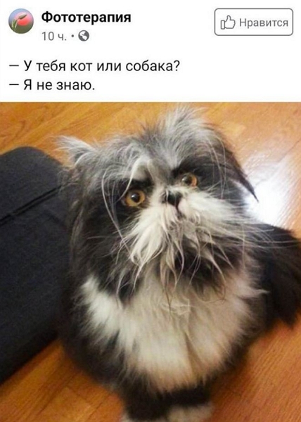 memy-pro-kotov-15.jpg