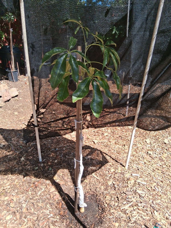 White Sapote 01