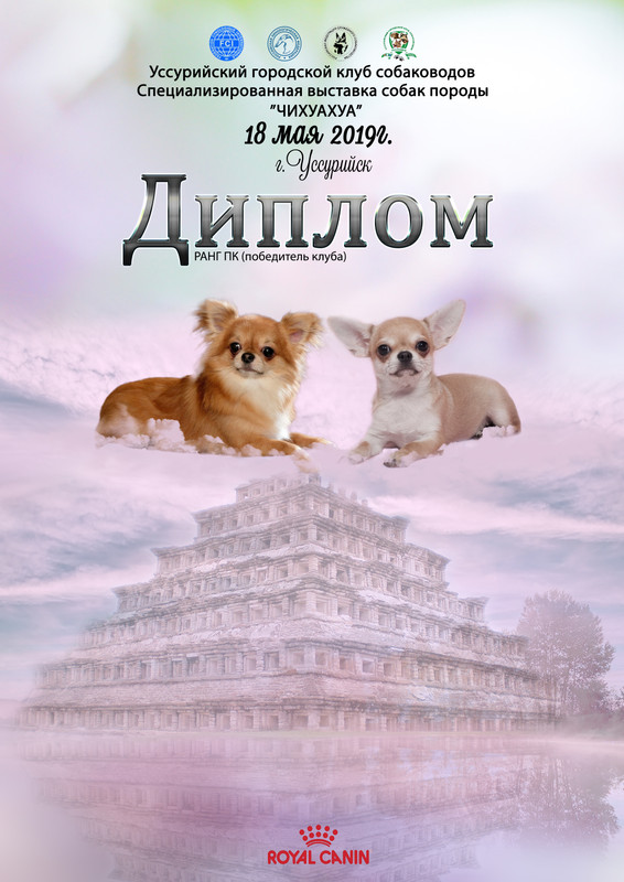 диплом выст чихуа