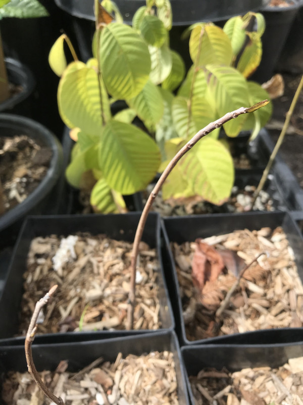 D5EC72EB-C0E6-4F26-8211-EBE9599DCACD