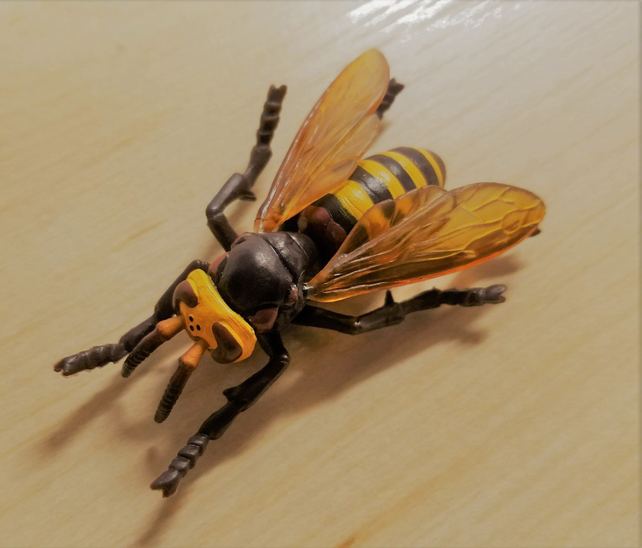 Life Cycle of a Hornet (Epoch) 20190730-194057