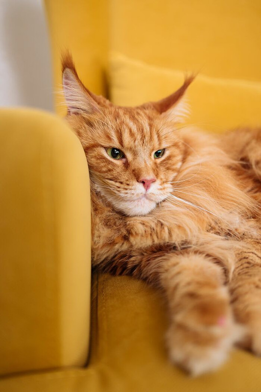 Bored-Panda-Animal-Behavior-Experts-Reveal-17-Cat-Myths-People-Still-Believe-6a3afffa3a604-700.jpg