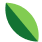 leaf-icon