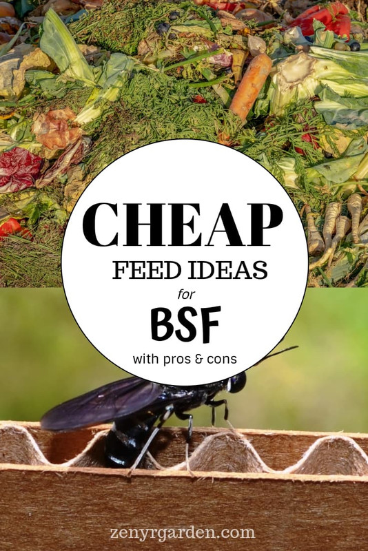 cheap-feed-ideas-for-black-soldier-fly-larvae-pin.jpg