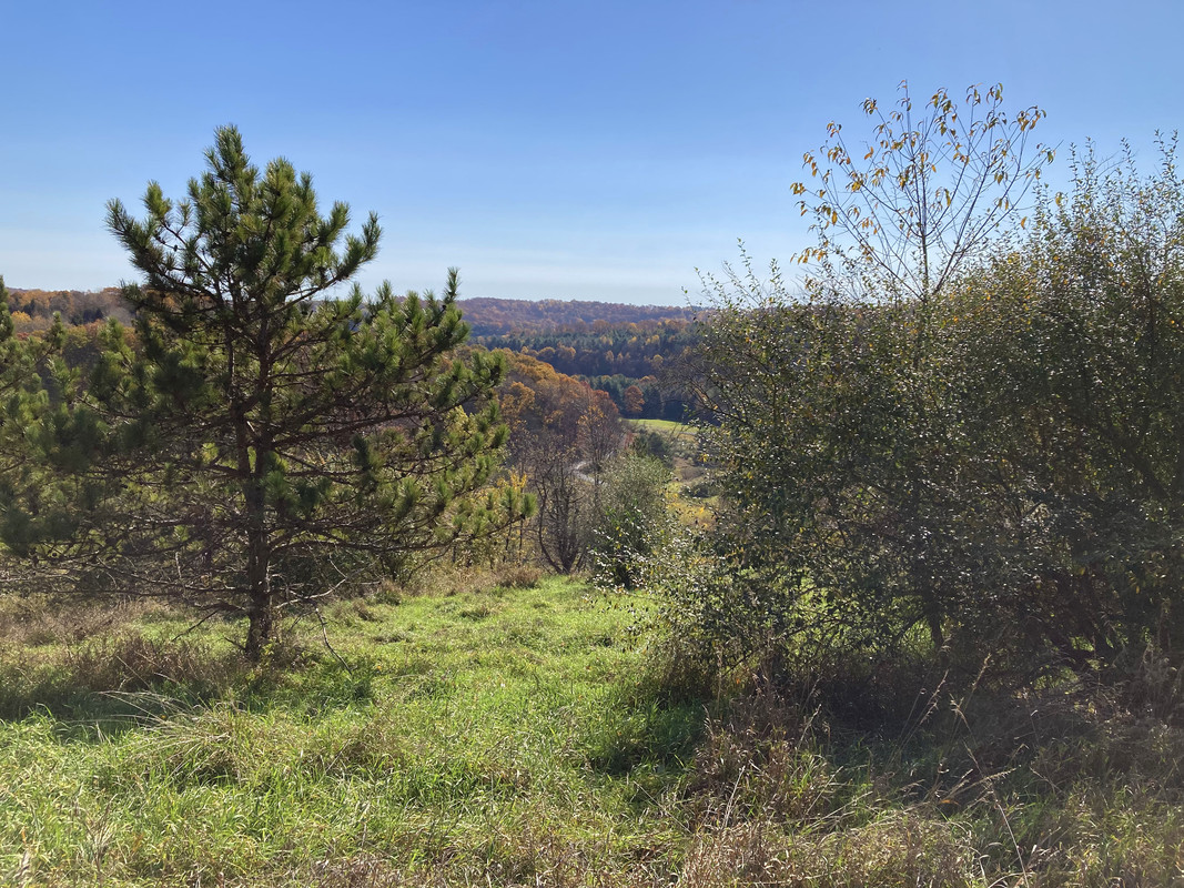 2024-10-23 10 Ruffed Grouse