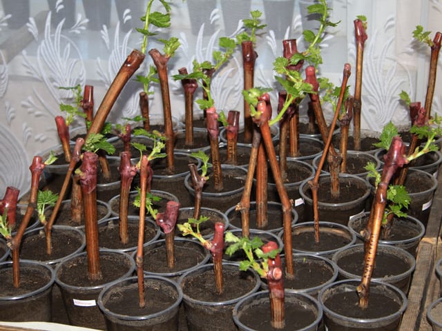 Проращивание черенков винограда в домашних условиях подробная инструкция.