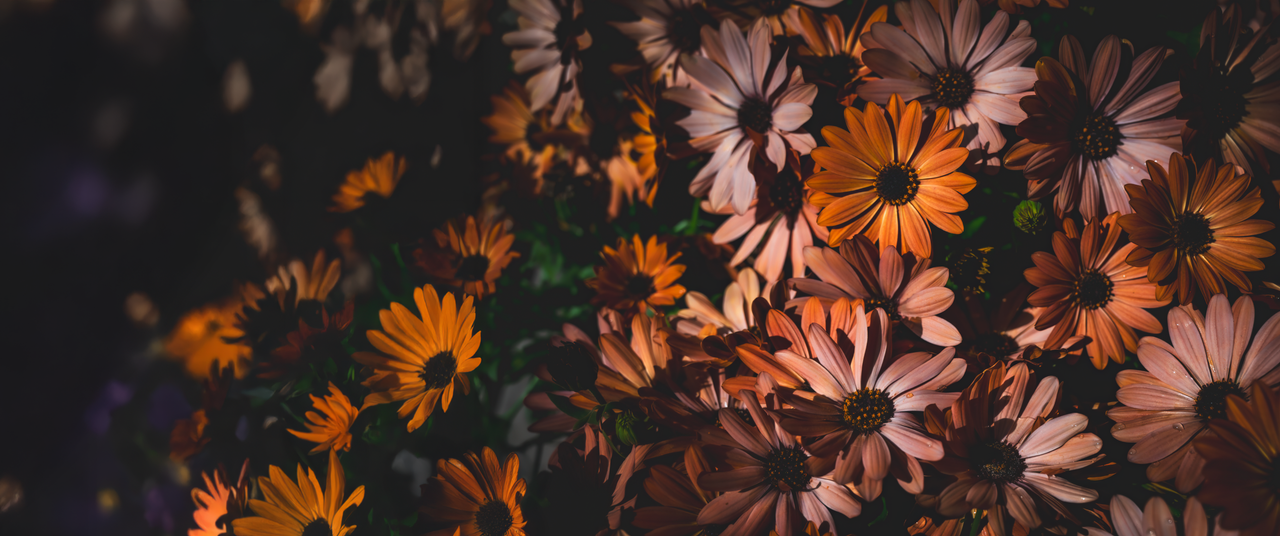 Calendula Officinalis Marigold_5160x2160