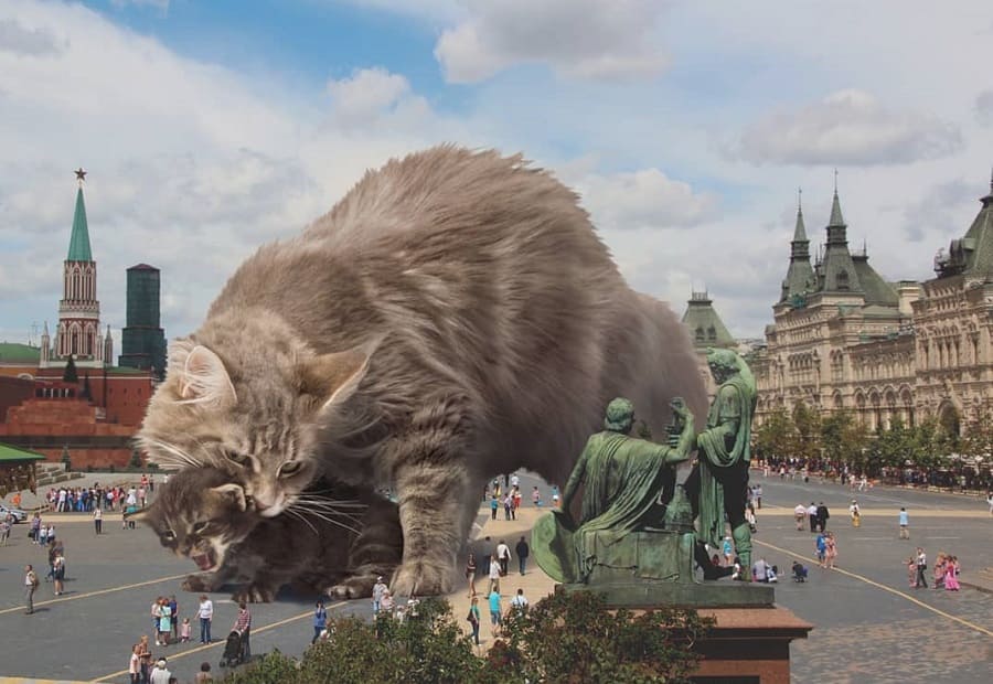 Кот в москве