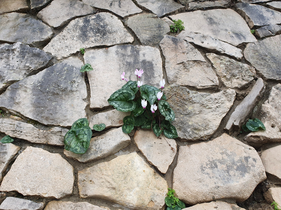 Цикламен (альпийская фиалка) на каменной стене, Хайфа