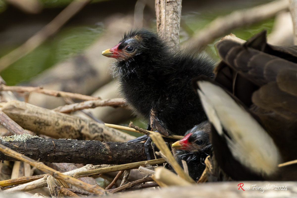 20240510-_5RF9733-CR3