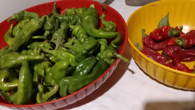 https://i.postimg.cc/13CTTM8N/paprika-2022-10-20.jpg