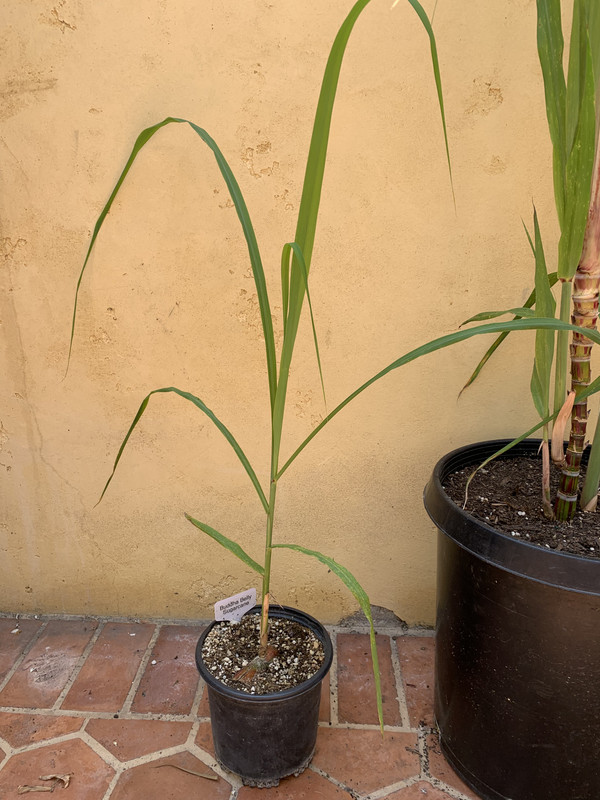 4667B8FD-B4FB-4712-BC00-F9F95B6DCDF1