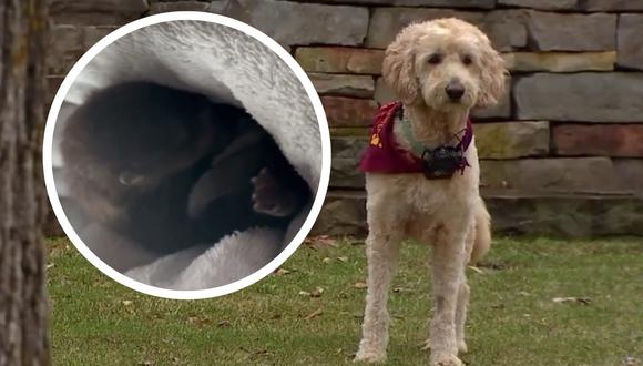 Perro de tres patas que lucha contra el cáncer salva a una nutria bebé de un río