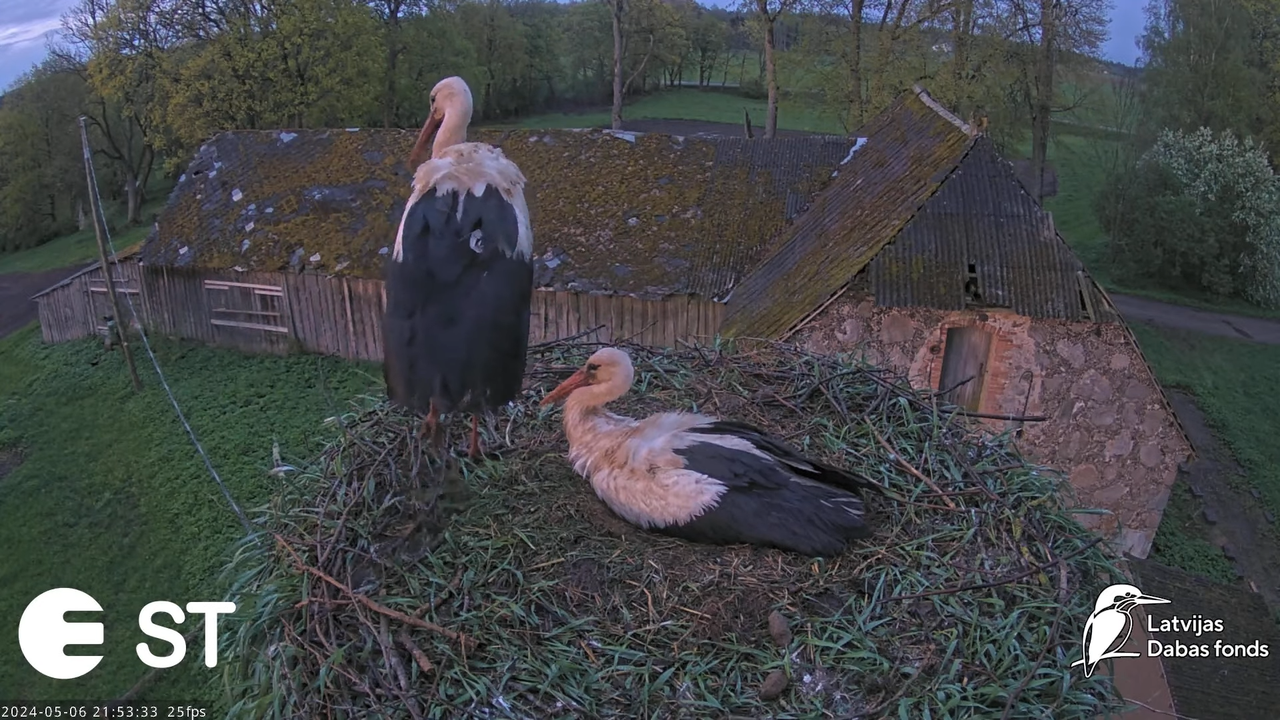 Baltie stārķi (Ciconia ciconia) Tukuma novadā - LDF tiešraide __ White storks in Tukums, Latvia 13-1