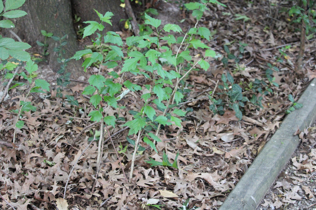 IMG-5667.jpg