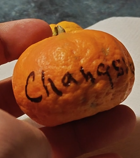 Citrus changsha whole