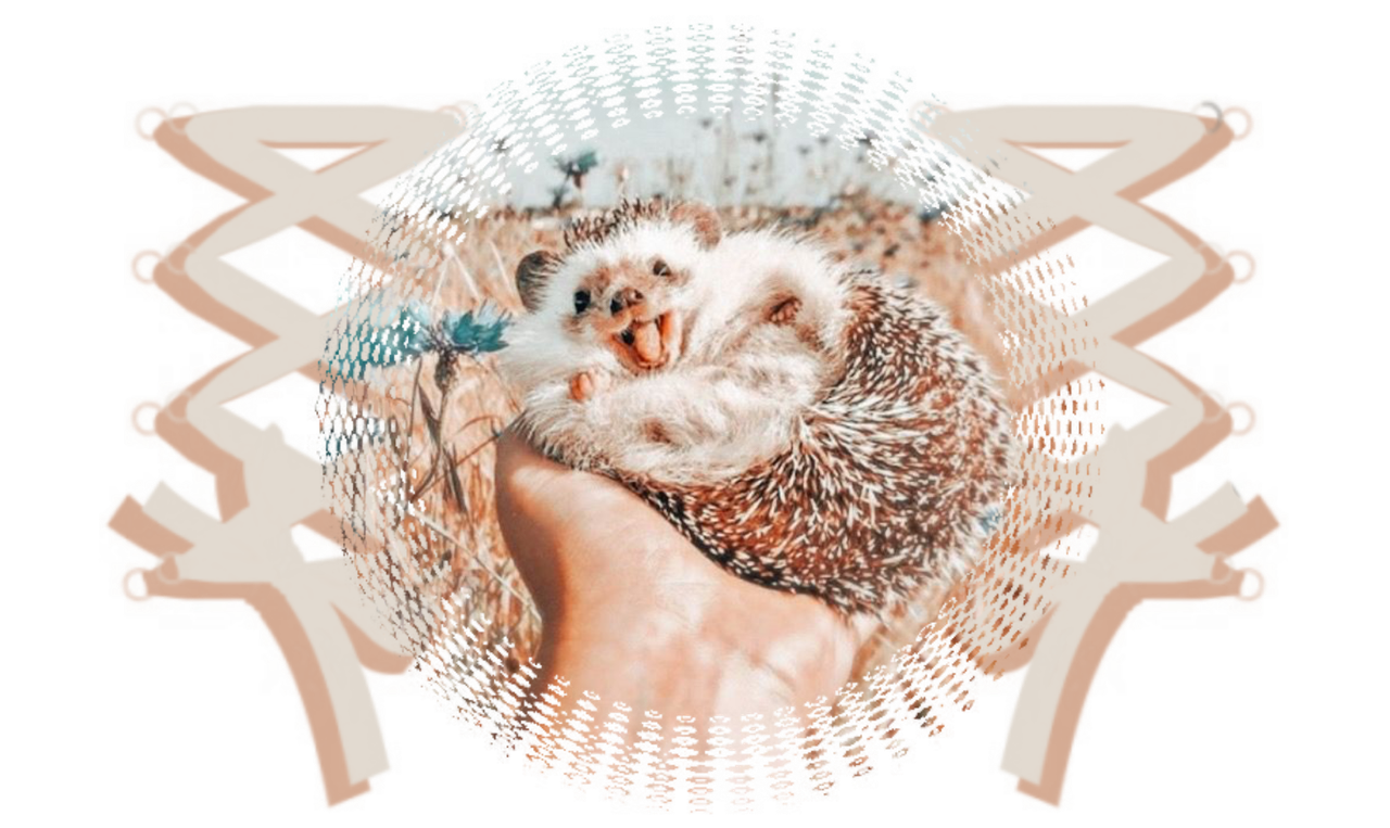 graphic | creds