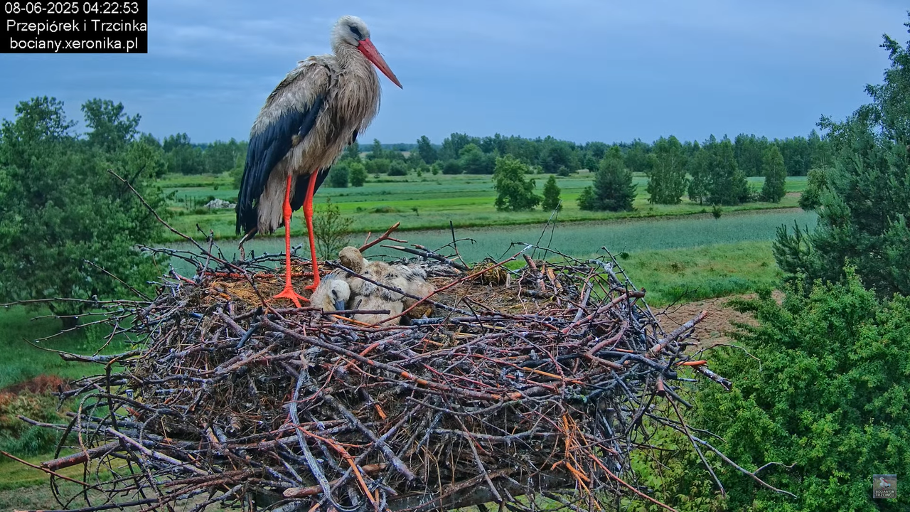 08062025bociany1
