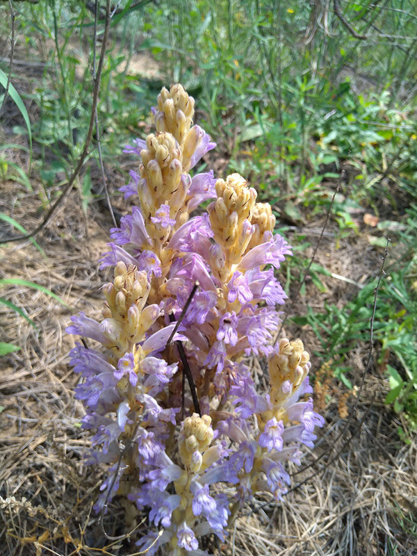 Phelipanche cf caesia)