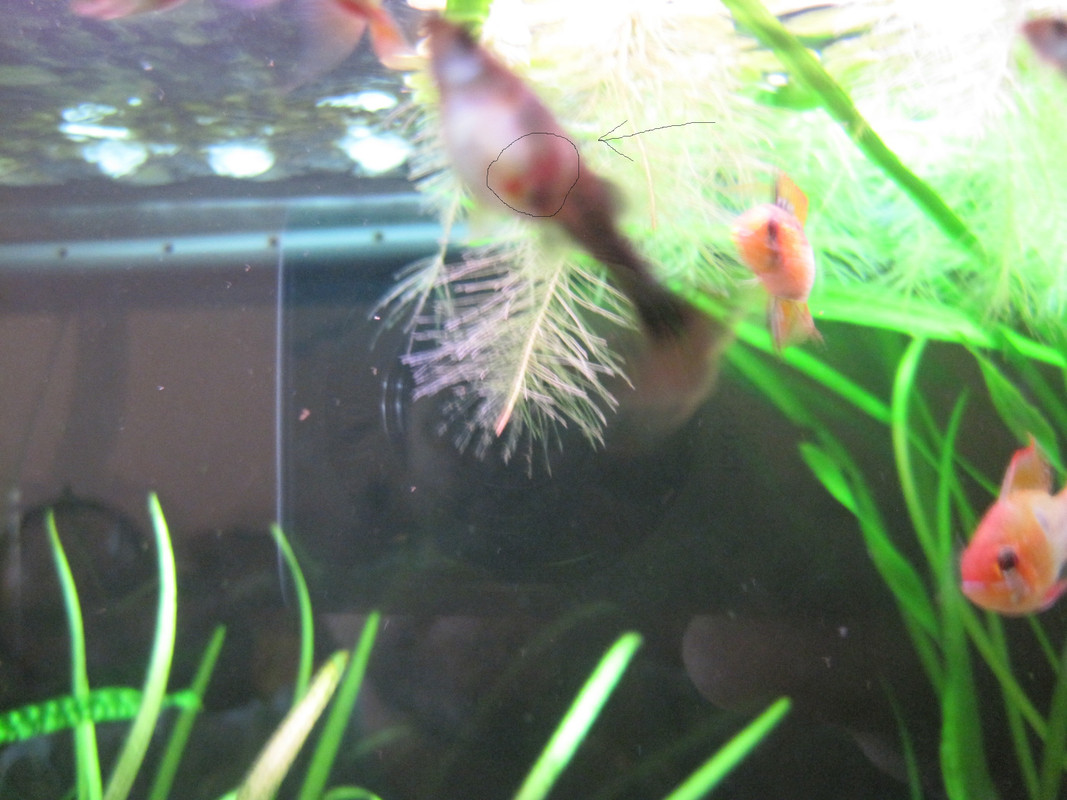 болна рибка 0002