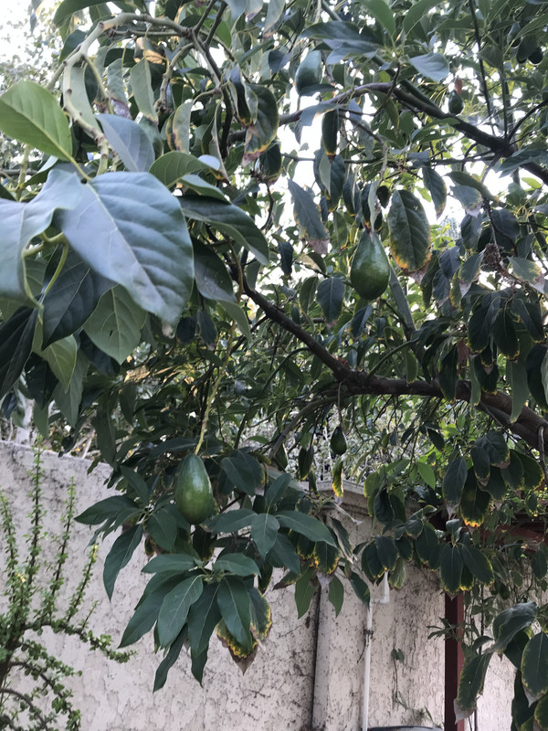 1E2E220A-4C6C-4A8A-98F9-7F5D288FC214