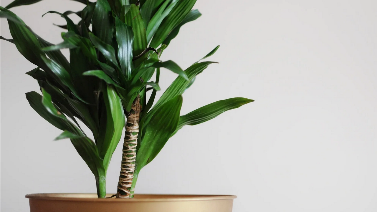 ¿Cómo evitar que se seque un palo de Brasil?