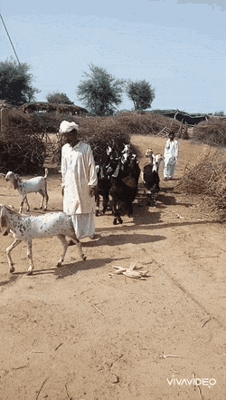 daily-gifdump-3378-23.gif