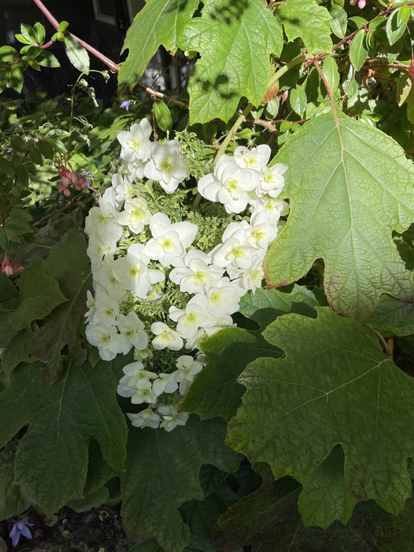 CE655CD0-38A1-4BA1-B6B0-1423E2AF1A56_1_105_c