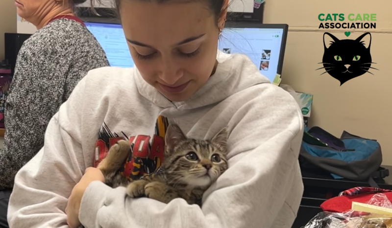 Rescued cat before and after