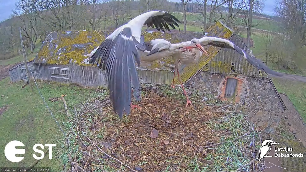 Baltie stārķi (Ciconia ciconia) Tukuma novadā - LDF tiešraide __ White storks in Tukums, Latvia 11-2