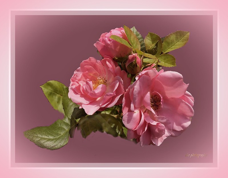 pink-roses-framed.jpg