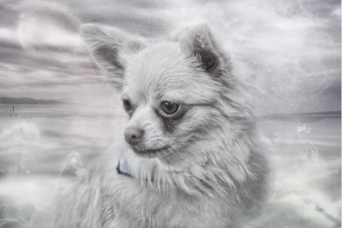 blacknwhite-chow.jpg