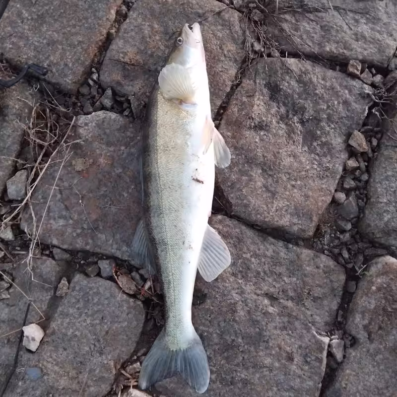 [Obrazek: IMG-20241127-155821.avif]