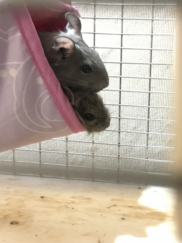 337A0F9D-0FAD-4FF9-B497-11AD63DDCF5E