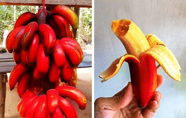 Pisang merah