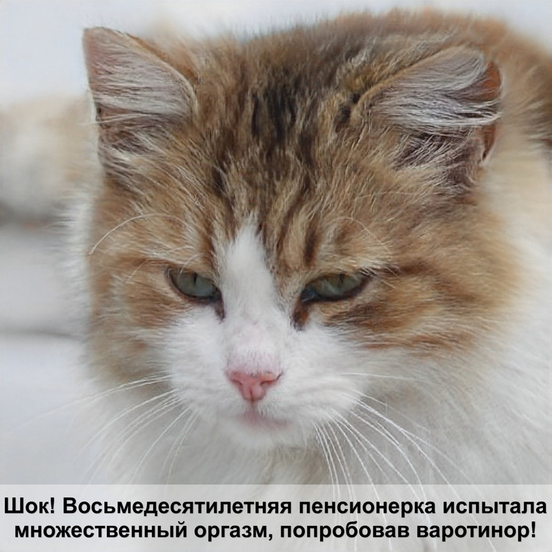 как выглядят яйца блох у кошек