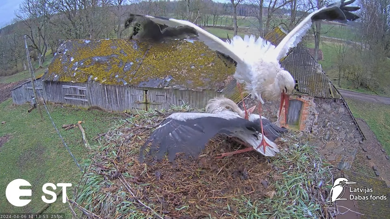 Baltie stārķi (Ciconia ciconia) Tukuma novadā - LDF tiešraide __ White storks in Tukums, Latvia 11-2