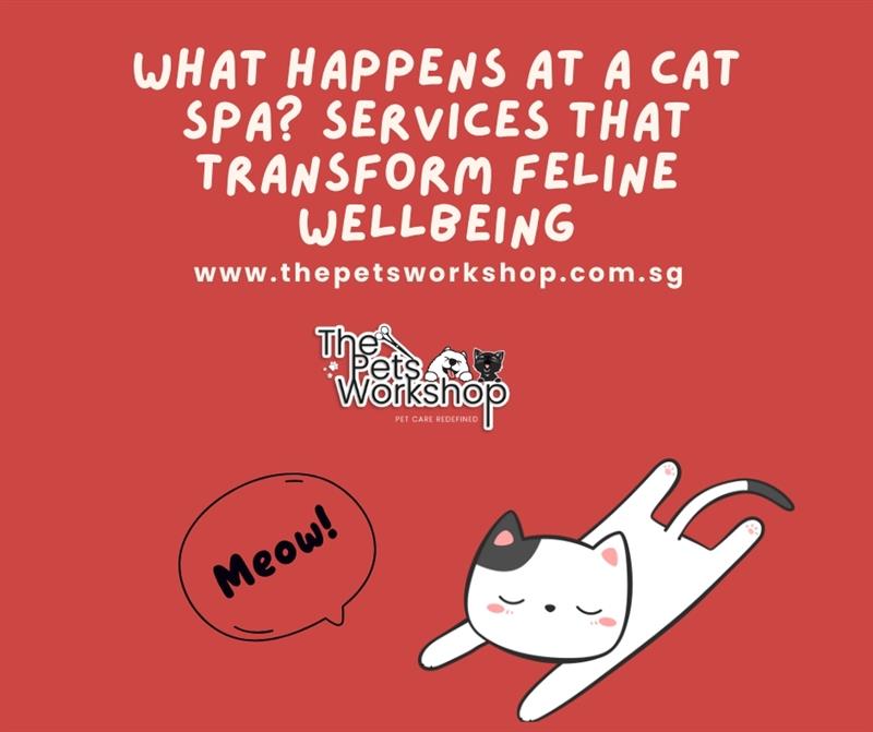 CAT Spas in Singapore-3