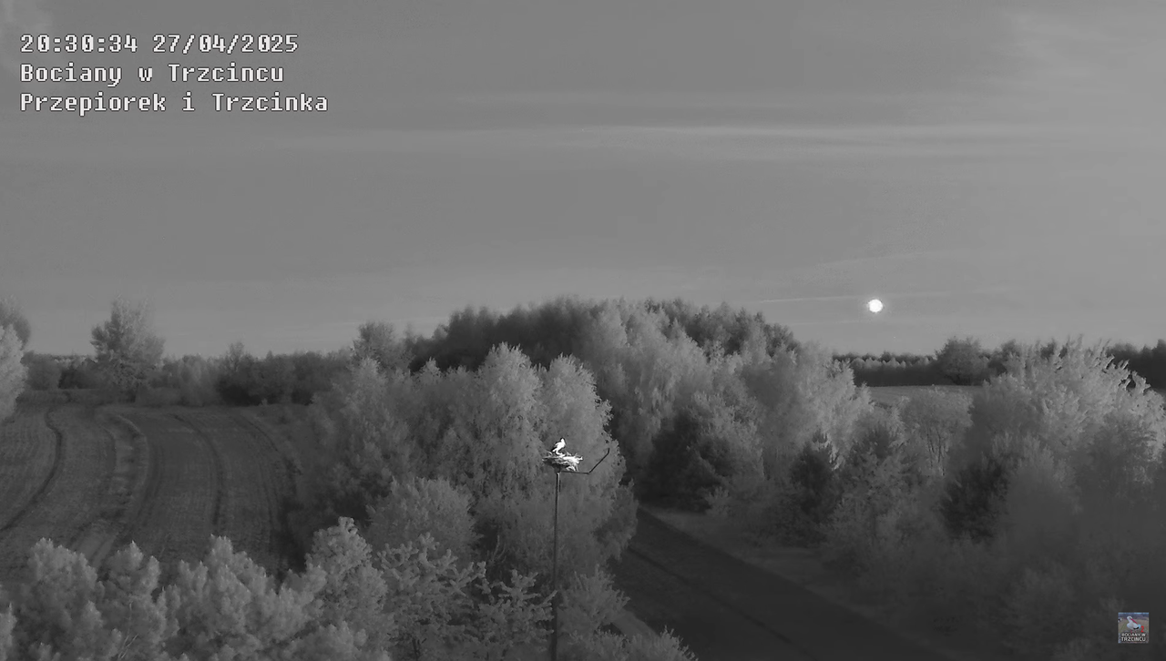 27042025bociany26