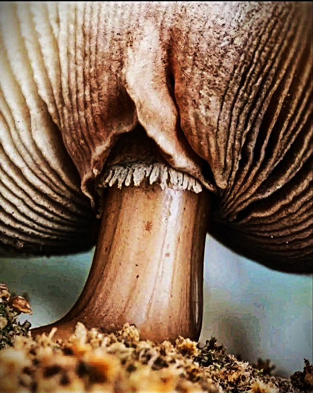 Shroom.jpg