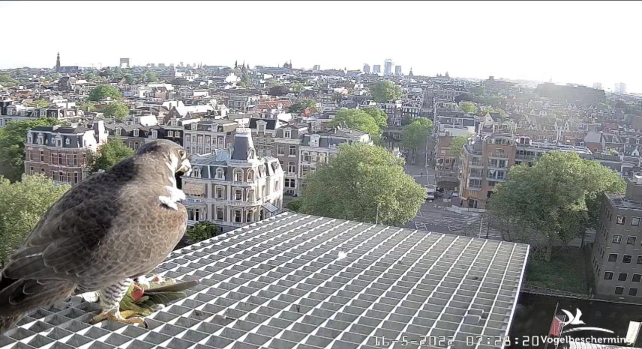 Amsterdam/Rijksmuseum screenshots © Beleef de Lente/Vogelbescherming Nederland - Pagina 40 Video-2022-05-16-072938-Moment-2