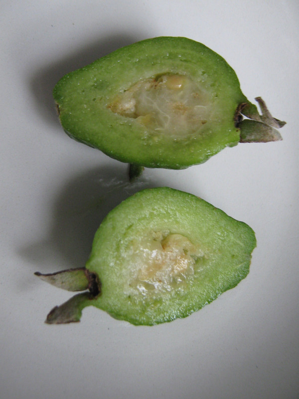 psidium_australe_2_20160319T103016