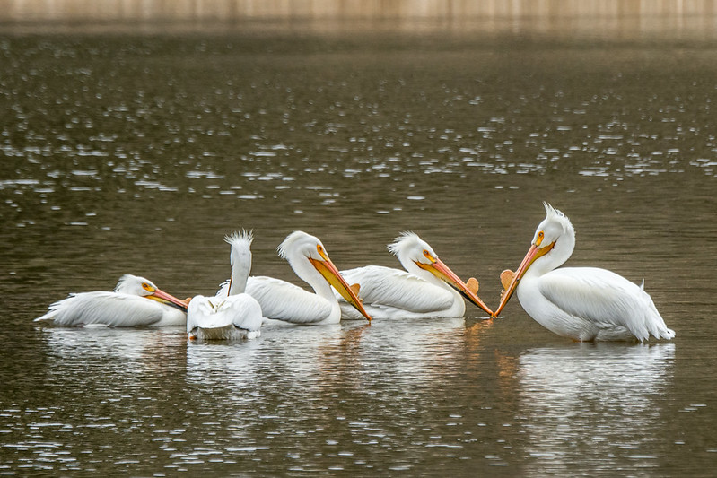 whitepelicans.jpg