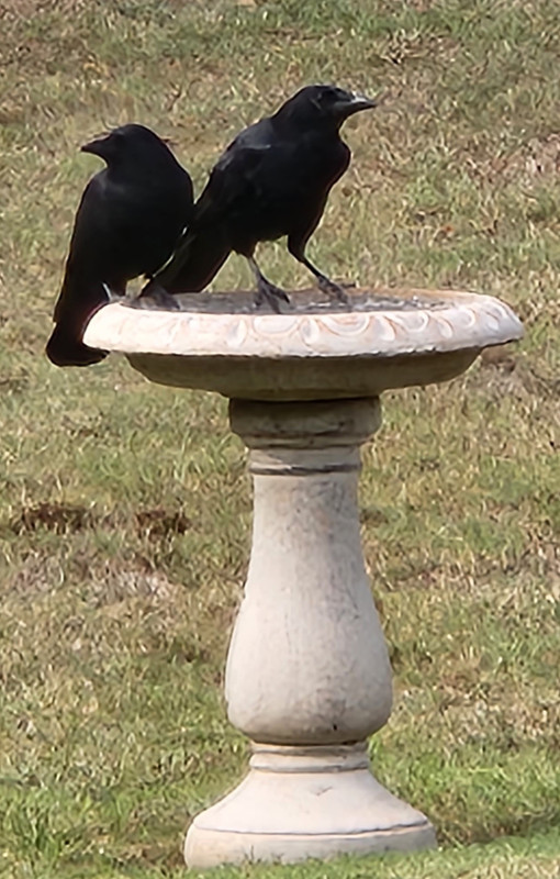 [Image: 2-Crows-on-birdbath-Diana-TX-1-Oct-2023.jpg]