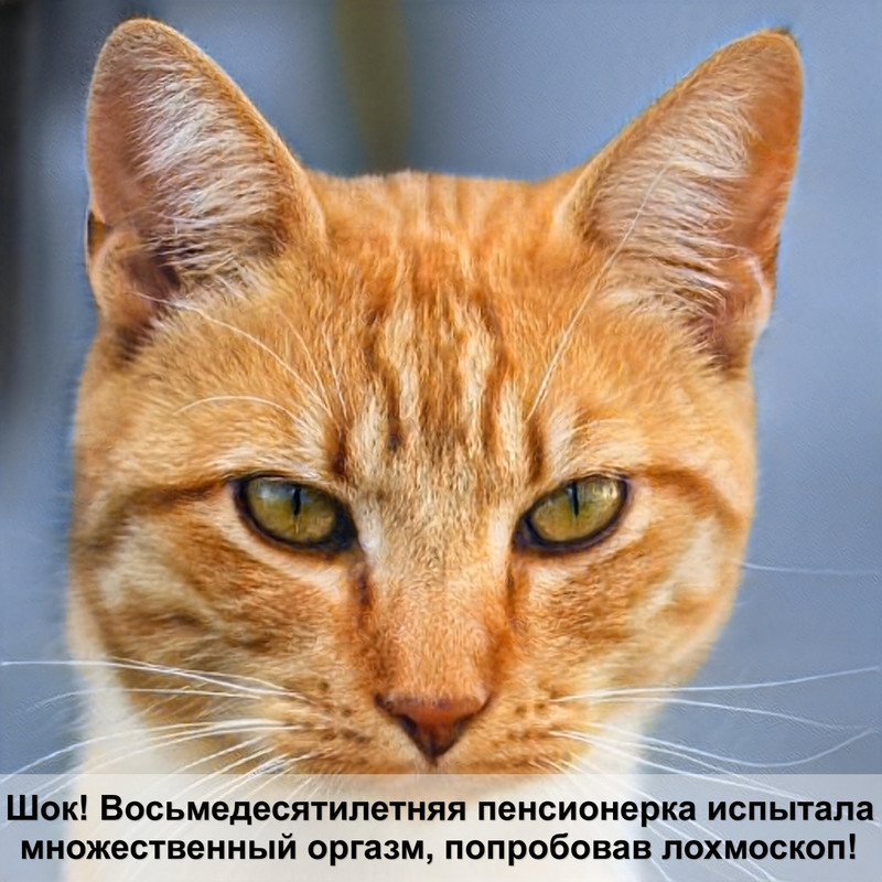 абиссинская кошка выпадает шерсть