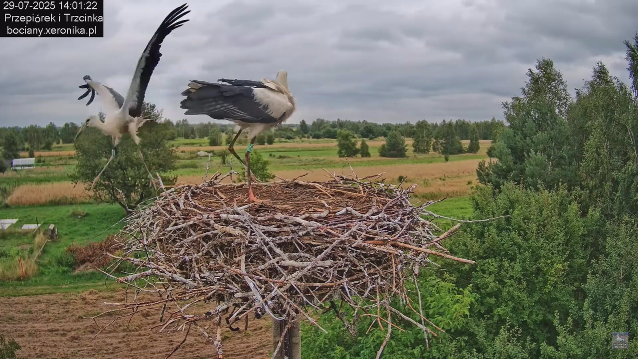 29072025bociany33